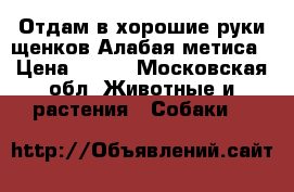 Отдам в хорошие руки щенков Алабая метиса › Цена ­ 100 - Московская обл. Животные и растения » Собаки   